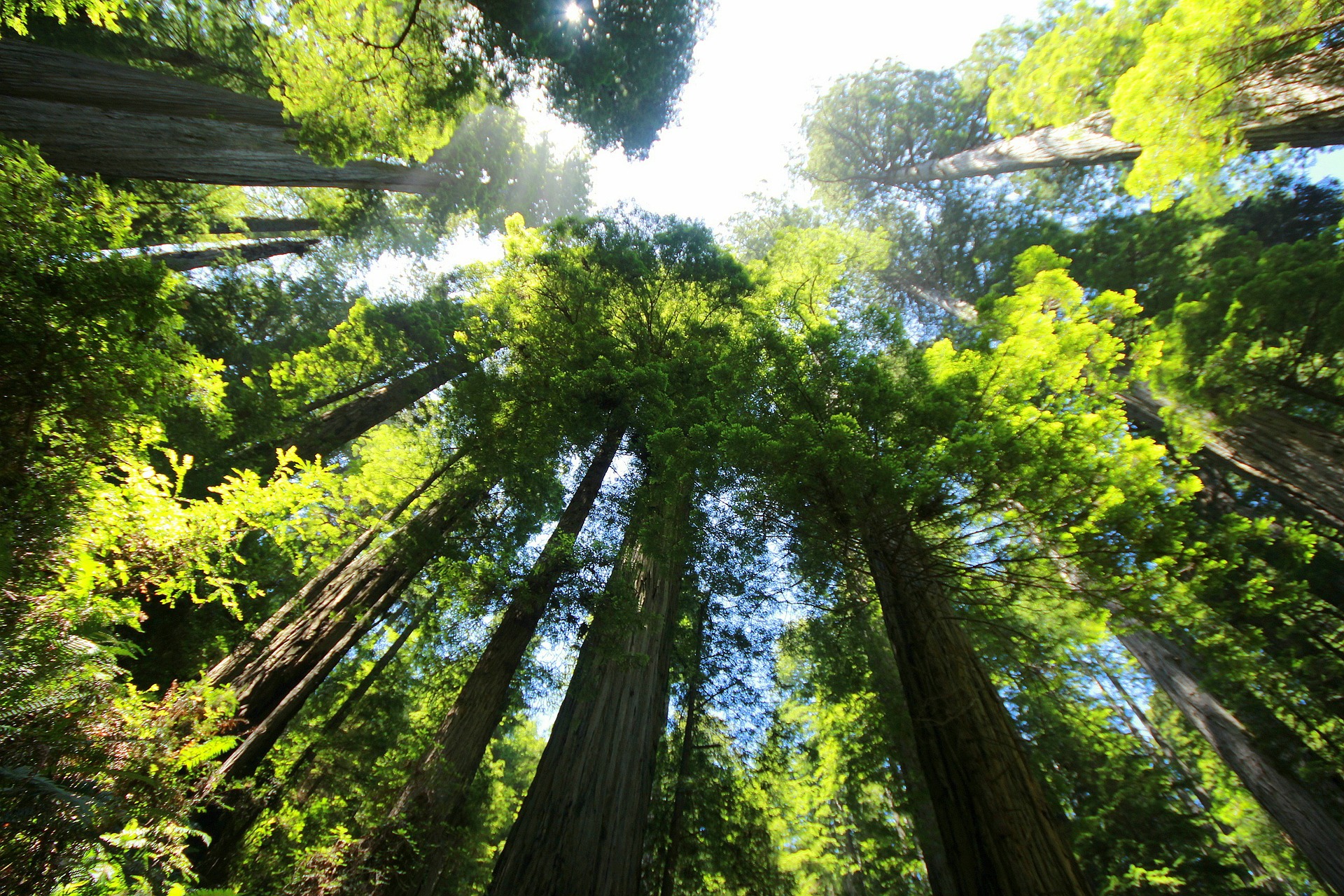 sequoia